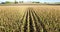 Aerial view and travelling shot through lines of cornfield