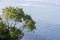 Aerial view of a tree at the beautiful beach in Katerini, Greece