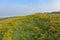 Aerial view of Tree Marigold or yellow flowers in national garden park and mountain hills with blue sky in Lumpang province,