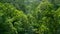 Aerial view tree with sun rays in tropical jungle green Rainforest of Amazon