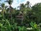 Aerial view of a treehouse nestled among the lush foliage of a tropical rainforest in Bali,Indonesia