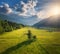 Aerial view of trees in green alpine meadows in mountain valley