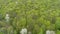 Aerial view of treetops, forest and meadows