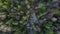 Aerial view of the treetops of a mixed forest in spring, a frozen wild stream of brown, larches and bare trees without