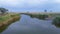 Aerial view of tributary or bend of river with banks with overgrown reeds and ducks floating in the water. Rural