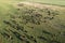 Aerial view of a troop of steers for export,