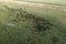 Aerial view of a troop of steers for export,