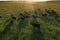 Aerial view of a troop of steers for export, cattle raised with natural pastures