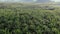 Aerial view of tropical nature with green palm trees