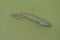 Aerial view trout swimming through eutrophic pond water