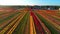 Aerial view of tulip farm