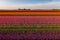 Aerial view of tulip planted fields in the Dronten area. Spring in the Netherlands