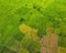 Aerial view of twins palm tree from Tay Ninh province of Vietnam country and rice field with a beautiful mountain