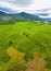 Aerial view of twins palm tree from Tay Ninh province of Vietnam country and rice field with a beautiful mountain