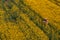 Aerial view of two farmer inspecting damaged crops in blooming rapeseed field