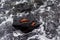 Aerial view of two red painted ghost crabs on dark rock in foamy sea water during sunny day