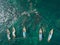 Aerial view of unidentified tourists snorkeling activity at Jabang pinnacle, Lipe Island, Thailand.