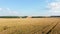 Aerial view of the unripe wheat field next rural road