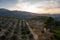 Aerial view of the valley, olive fields and Embalse de Forata reservoir during sunset. Summer in Spain