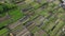 Aerial view vegetable farm