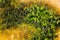 Aerial view of vegetation on a taiga forest