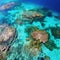 Aerial View of Vibrant Coral Reef in Tropical Ocean, AI Generated
