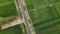Aerial view, views of green rice fields and straight roads in the countryside