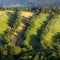 Aerial view of Vineyard