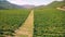 Aerial view vineyard gardens and mountains in the background