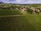 Aerial view of a vineyard with grape orchards in countryside at sunset, Ventosa, Lisbon, Portugal