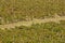 Aerial view of a vineyard in Istria, Croatia