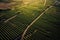 aerial view of vineyard rows forming geometric patterns