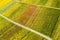 Aerial view of vineyard in valley Remstal in Germany