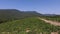 Aerial view vineyards field and mountains 4K video