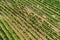 Aerial view of vineyards fields structure by Mittelwihr in Summer