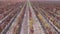 Aerial view vineyards of fine grapes in the fall