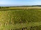 Aerial view on vineyards, Gironde river, wine domain or chateau in Haut-Medoc red wine making region, , Bordeaux, left bank of