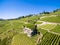 Aerial view of Vineyards in Lavaux region - Terrasses de Lavaux
