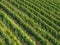 Aerial view of vineyards, South Tyrol