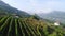 Aerial view vineyards on terrace in Douro valley