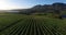 Aerial view of vineyards in a valley