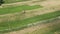 Aerial view vintage combine harvester mows wheat in field for food industry and Agribusiness farming