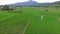 Aerial view of vivid green paddy field with growing rice plants, Thailand by drone