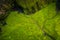 Aerial view of water streams, river and lush landscape, Kauai