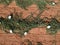 Aerial view of watermelon garden on farm