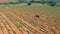 Aerial view of watermelon growing and harvest tractor