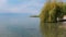 Aerial View of Weeping Willow Trees on Coast of Ohrid Lake, North Macedonia
