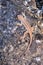 Aerial view of an Western Fence Lizard Sceloporus occidentalis sitting on a rock, Lassen Volcanic National Park, California