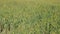 Aerial view of a wheat field