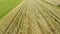 Aerial view wheat field